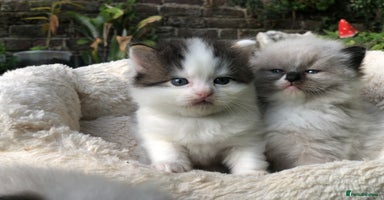 Mixed Breed cats Chamomile’s kittens - Advert 12