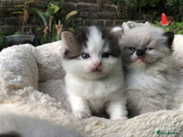 Mixed Breed cats Chamomile’s kittens - Advert 12