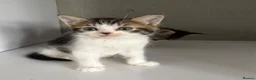 Mixed Breed cats for sale: 2 mixed Norwegian kittens - Advert 5
