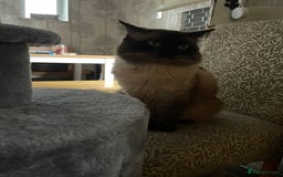 Ragdoll cats for sale: Ragdoll kittens - Image 17