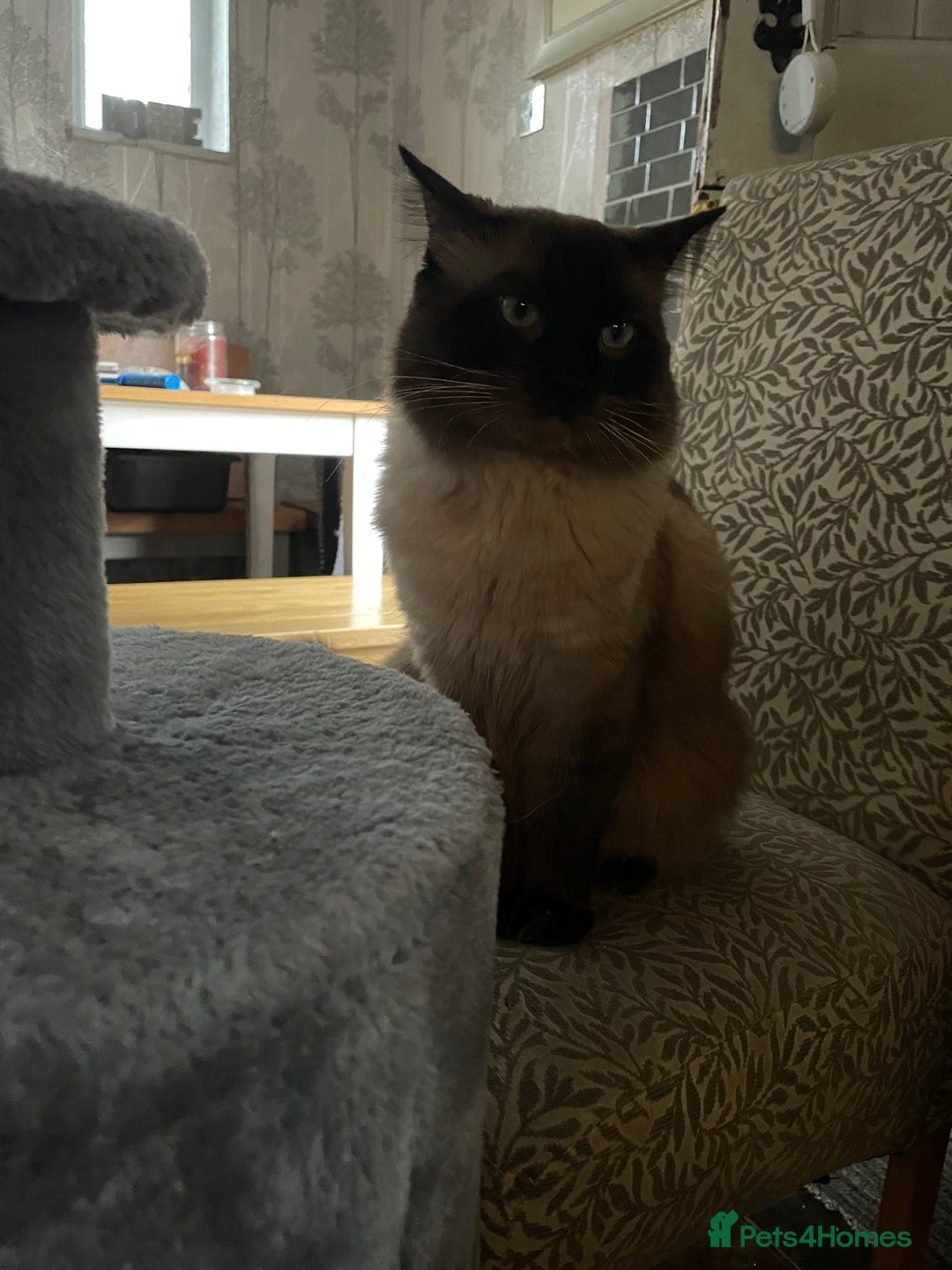 Ragdoll cats for sale: Ragdoll kittens - Image 17