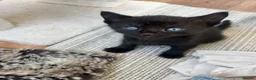 Mixed Breed cats for sale: Stunning Kittens for sale, super friendly - Advert 9