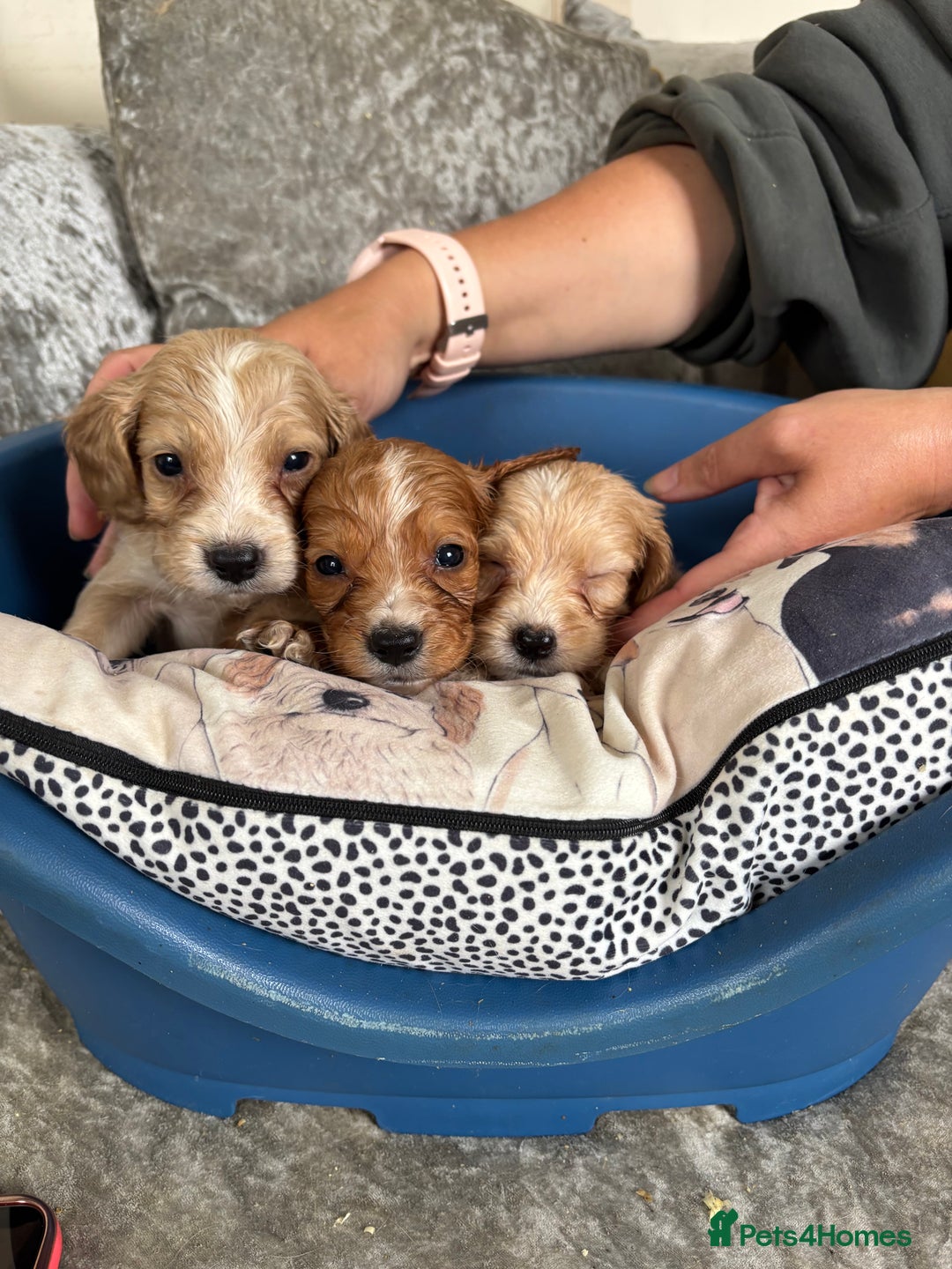 Cockapoo dogs for sale: Stunning cockapoos  - Image 6