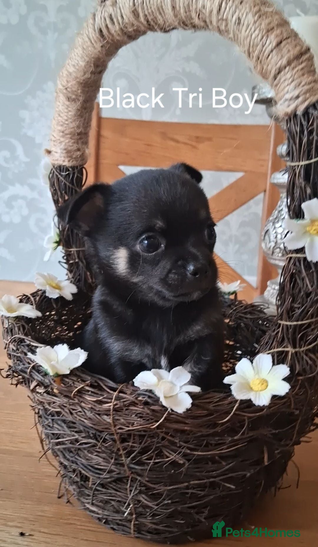 Chihuahua dogs 1 KC HANDSOME BOY LEFT AVAILABLE!! - Advert 2