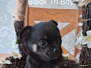 Chihuahua dogs 1 KC HANDSOME BOY LEFT AVAILABLE!! - Advert 2