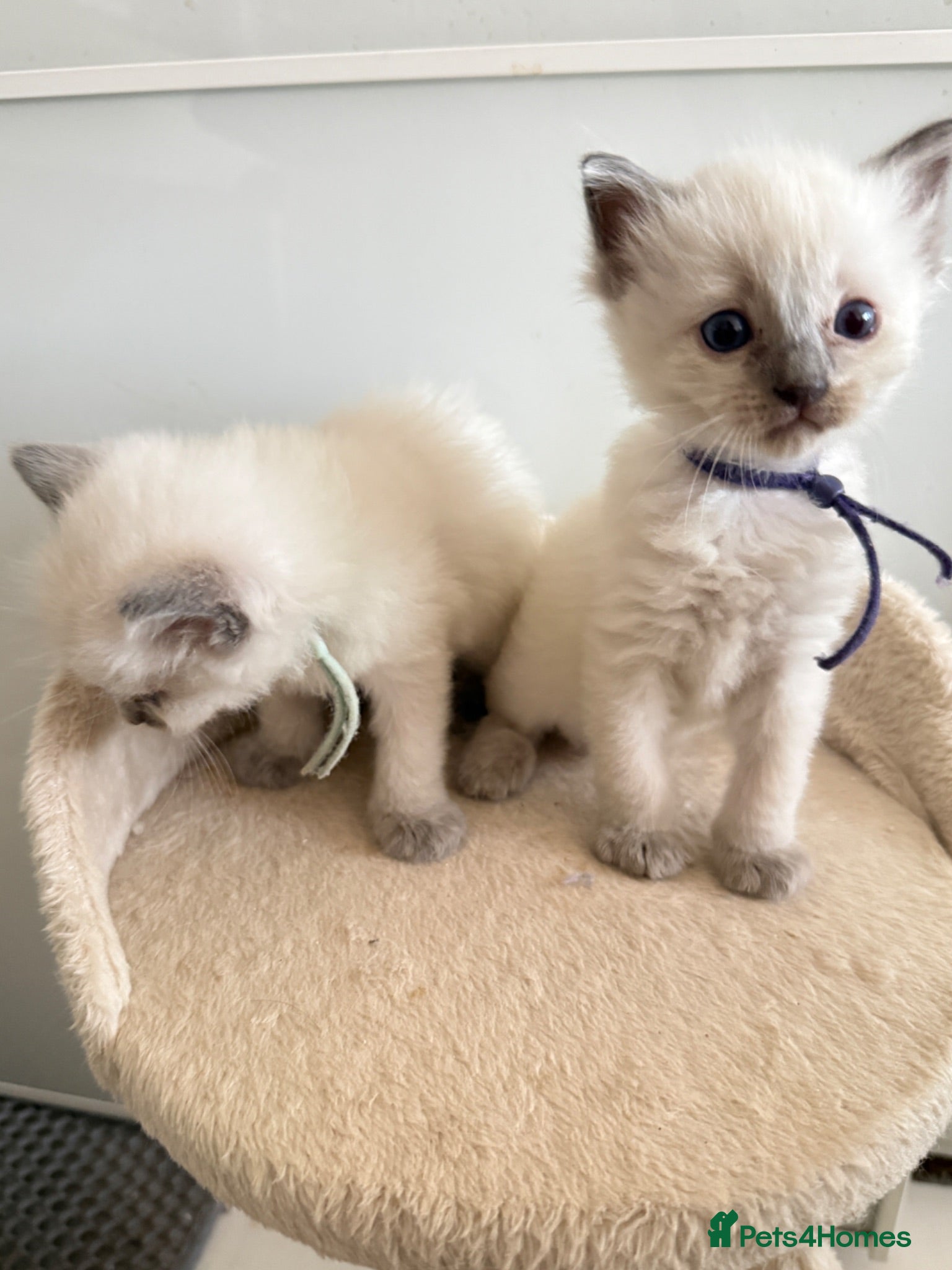 Ragdoll cats *** 5 Pure Ragdoll Kittens for Sale*** - Advert 5