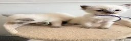 Ragdoll cats for sale: *** 3 Male 1 Female Blue Point Ragdoll Kittens *** - Advert 27