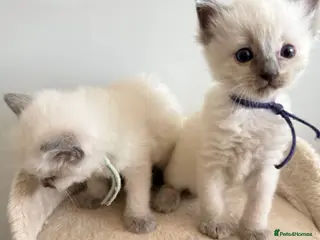 Ragdoll cats *** 5 Pure Ragdoll Kittens for Sale*** - Advert 13