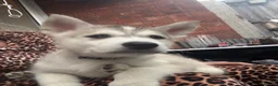 Utonagan dogs for sale: READY TO LEAVE. 3 stunning husky/malamute puppies - Advert 33