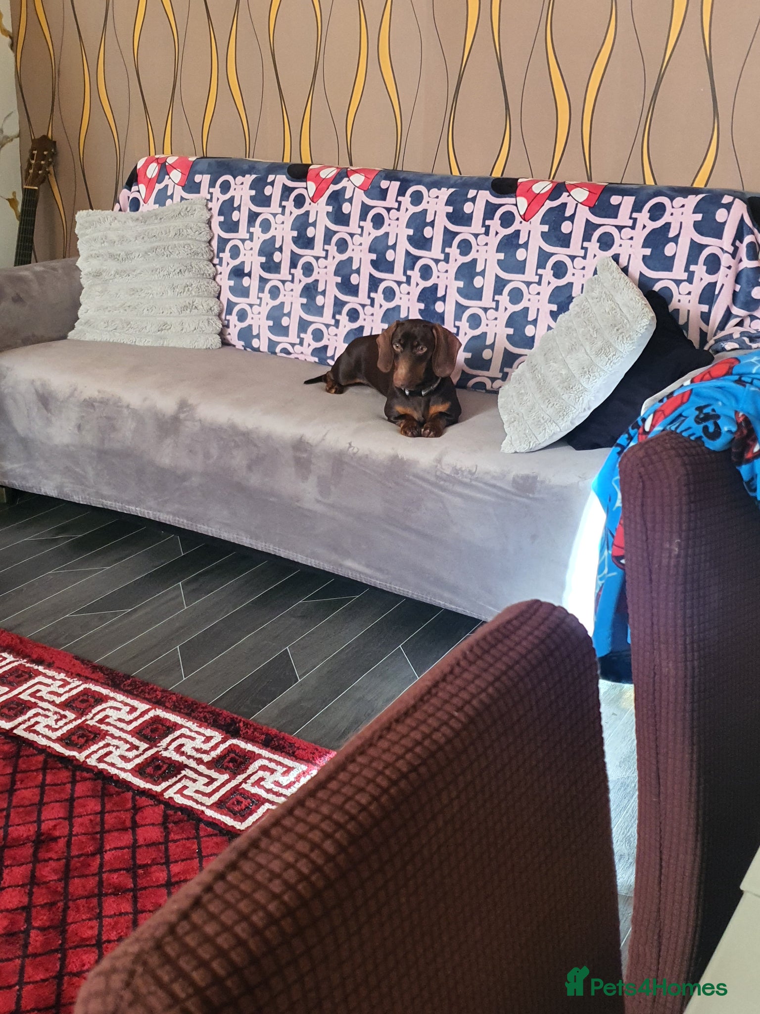 Dachshund dogs For sale good familly  - Advert 12