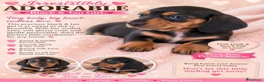 Miniature Dachshund 6
