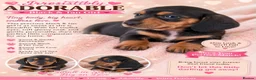 Miniature Dachshund dogs for sale: Miniature dachshund  in Basildon - Advert 5