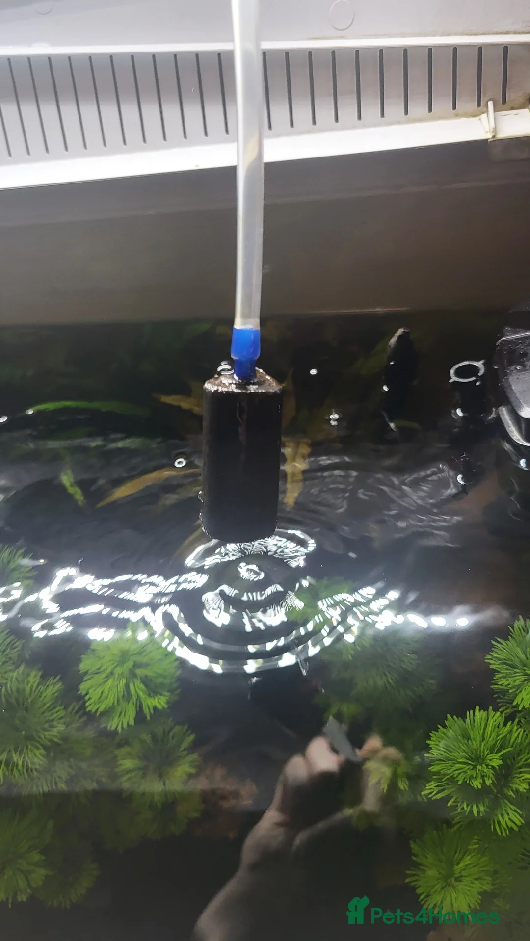 Gouramis fish for sale: Fish for sale - Advert 9