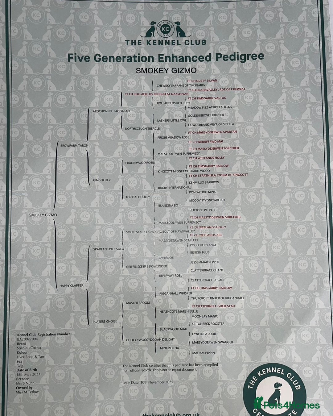 Cocker Spaniel dogs for stud: Tri coloured Working cocker spaniel for stud - Advert 6