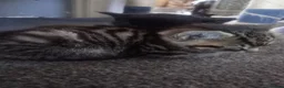 Mixed Breed cats for sale: ORIENTAL BENGAL X ASIAN MAU KITTENS 1 BOY 1 GIRL in Clacton-on-Sea - Advert 5