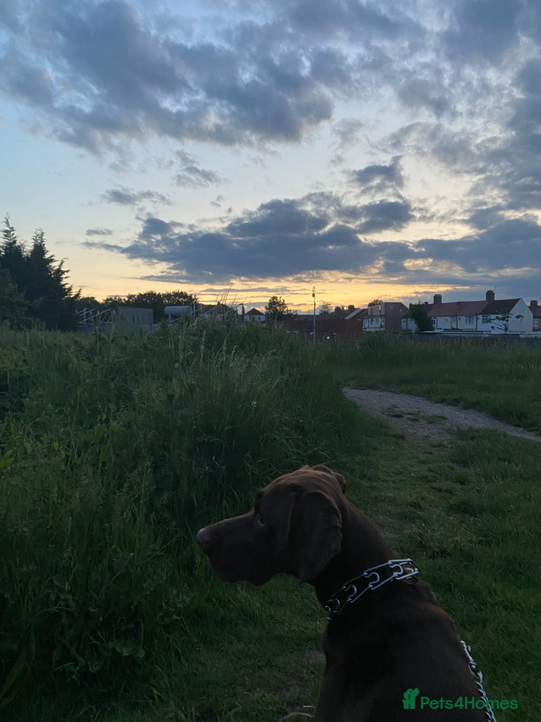 German Shorthaired Pointer dogs for stud: Chocolate Dog - Advert 4