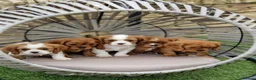 Cavalier King Charles Spaniel dogs for sale: Cavalier King Charles Spaniel! - Advert 5