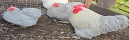 Chickens poultry for sale: Lavender Pekin Bantam hatching eggs  - Advert 1