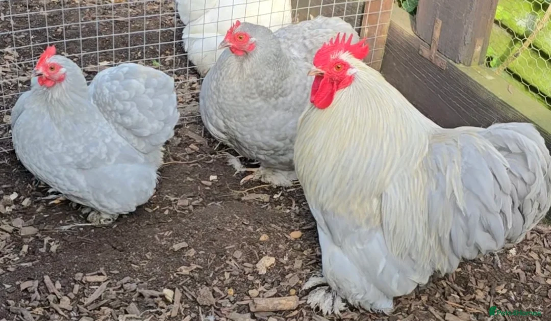 Chickens poultry for sale: Lavender Pekin Bantam hatching eggs  - Advert 1