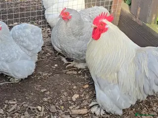 Chickens poultry Lavender Pekin Bantam hatching eggs - Advert 4