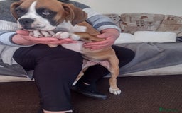 Boxer dogs for sale: 1 boy and 1 girl boxer available - Image 7