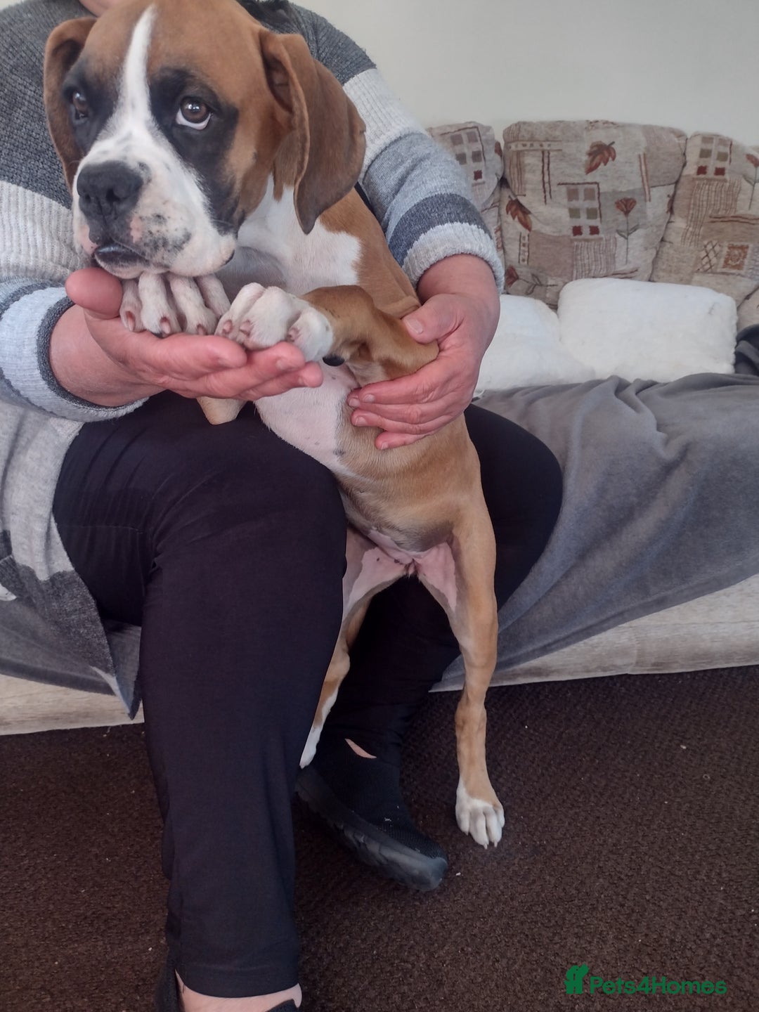 Boxer dogs for sale: 1 boy and 1 girl boxer available - Image 7