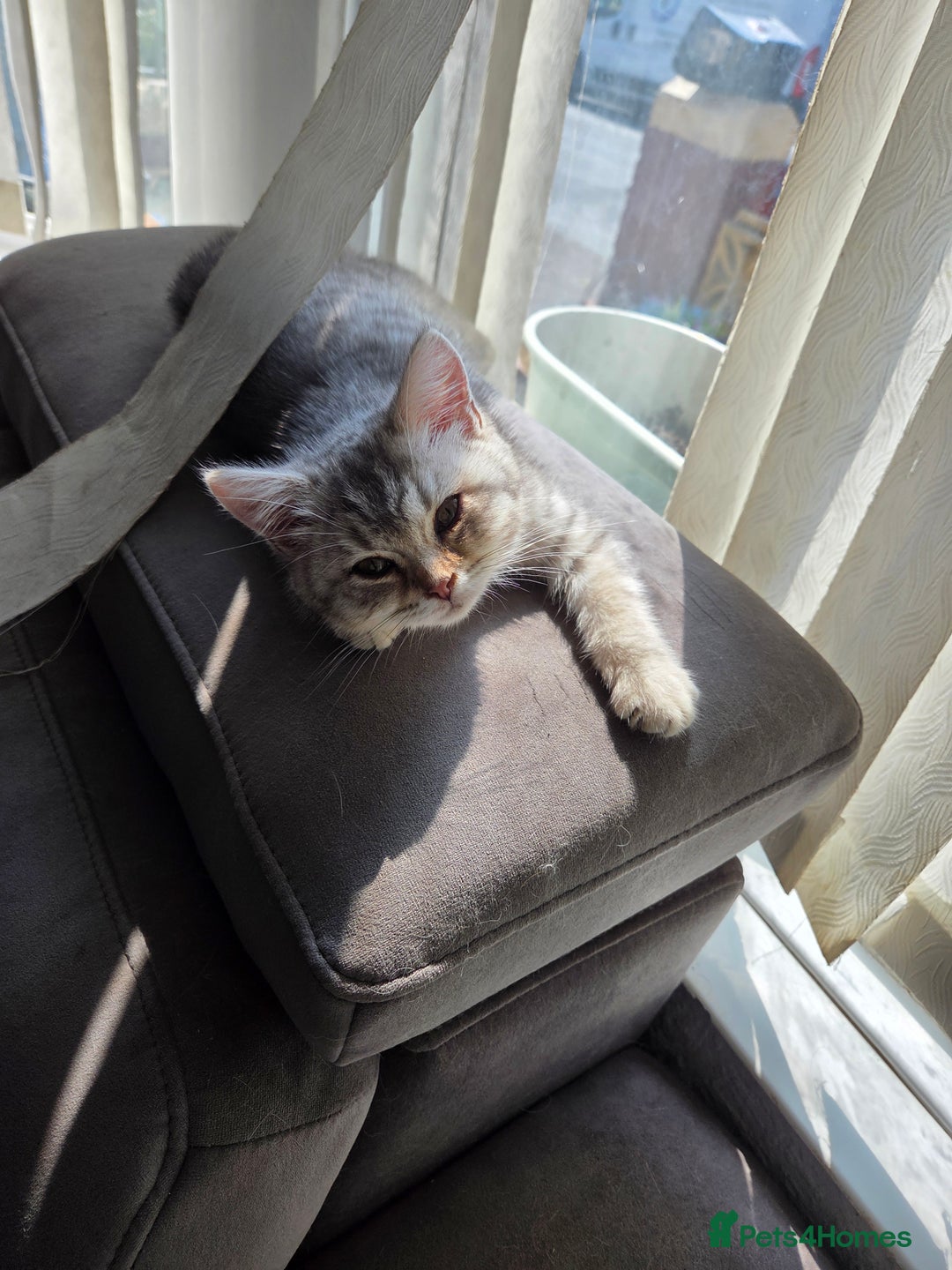 British Shorthair cats for sale: Gorgeous kitten - Image 1