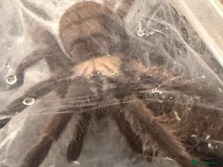 Tarantulas invertebrates 5-6cm Chilobrachys fimbriatus - tarantula - Advert 7