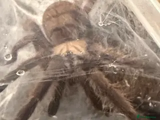 Tarantulas invertebrates 5-6cm Chilobrachys fimbriatus - tarantula - Advert 15