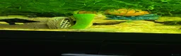 Plecos fish for sale: Different colour plecs - Advert 6