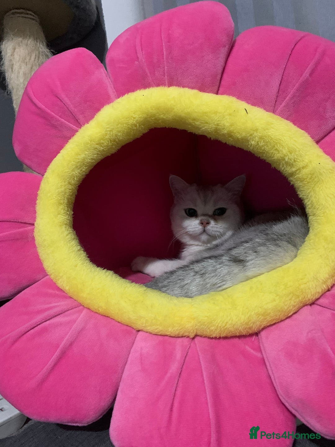 British Shorthair cats for sale: Lovely British Shorthair Neutered Girl  - Image 2