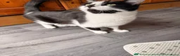 Maine Coon cats for sale: Two kitten for sale  - Advert 1
