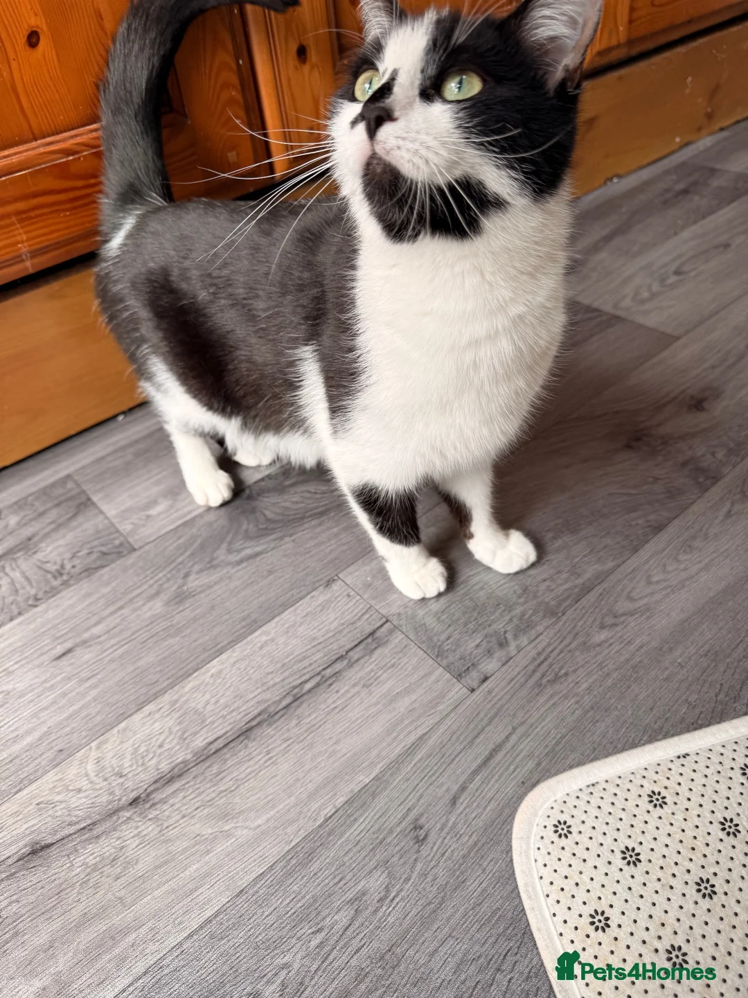 Maine Coon cats for sale: Two kitten for sale  - Advert 1