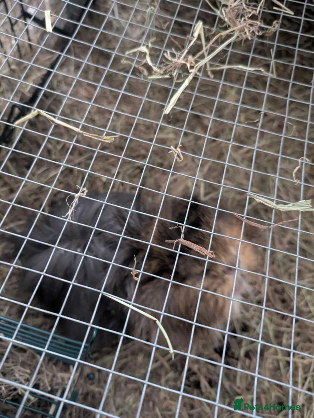 Guinea Pig rodents for sale: 3 female guinea pigs and all equipment with them  - Image 3