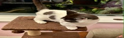 Munchkin cats for sale: Munchkin x Scottish Fold - Advert 9