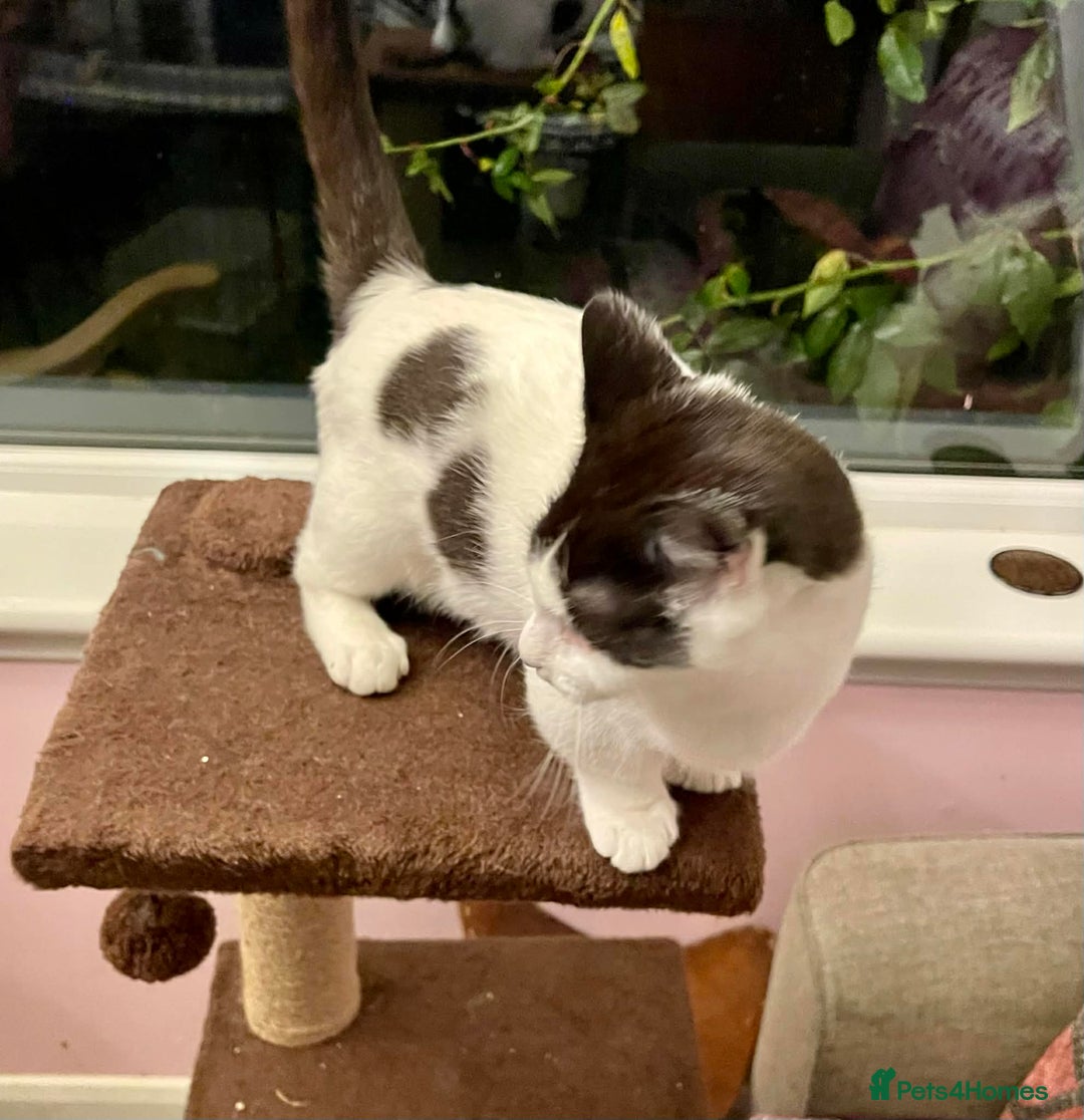 Munchkin cats for sale: Munchkin x Scottish Fold - Advert 9