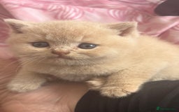 British Shorthair cats for sale: GCCF British Shorthair kittens - Image 4