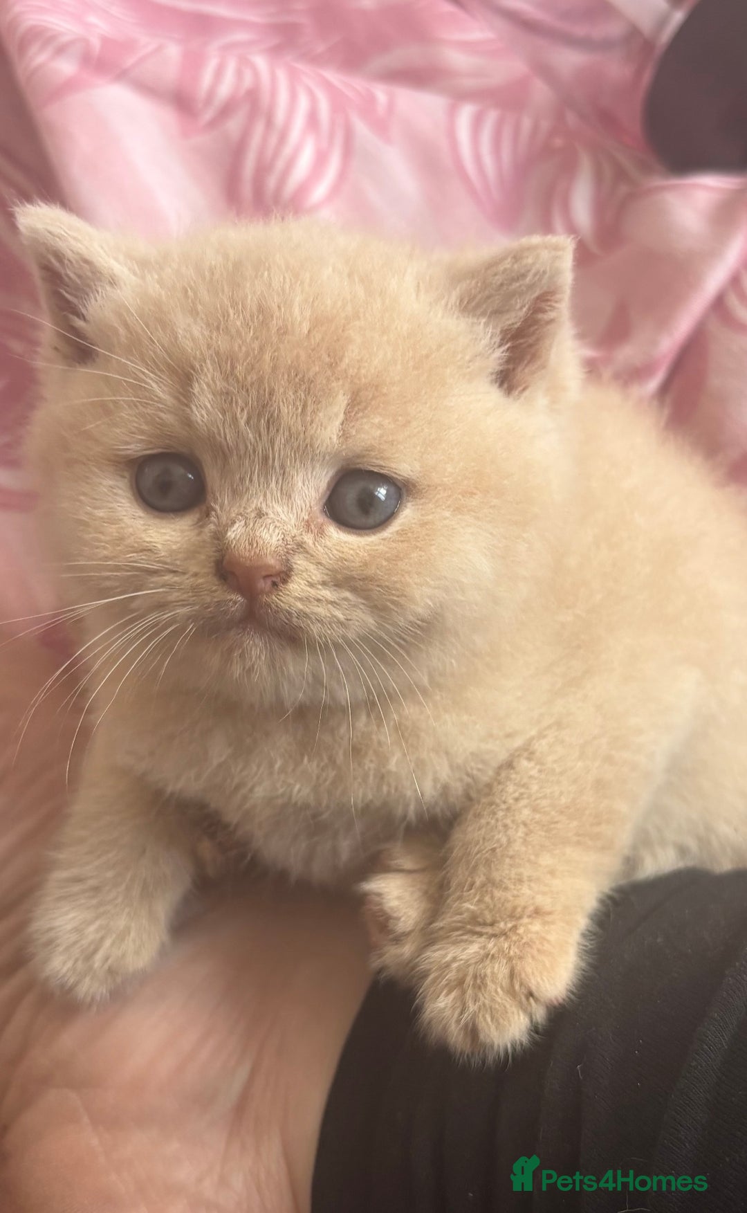 British Shorthair cats for sale: GCCF British Shorthair kittens - Image 4