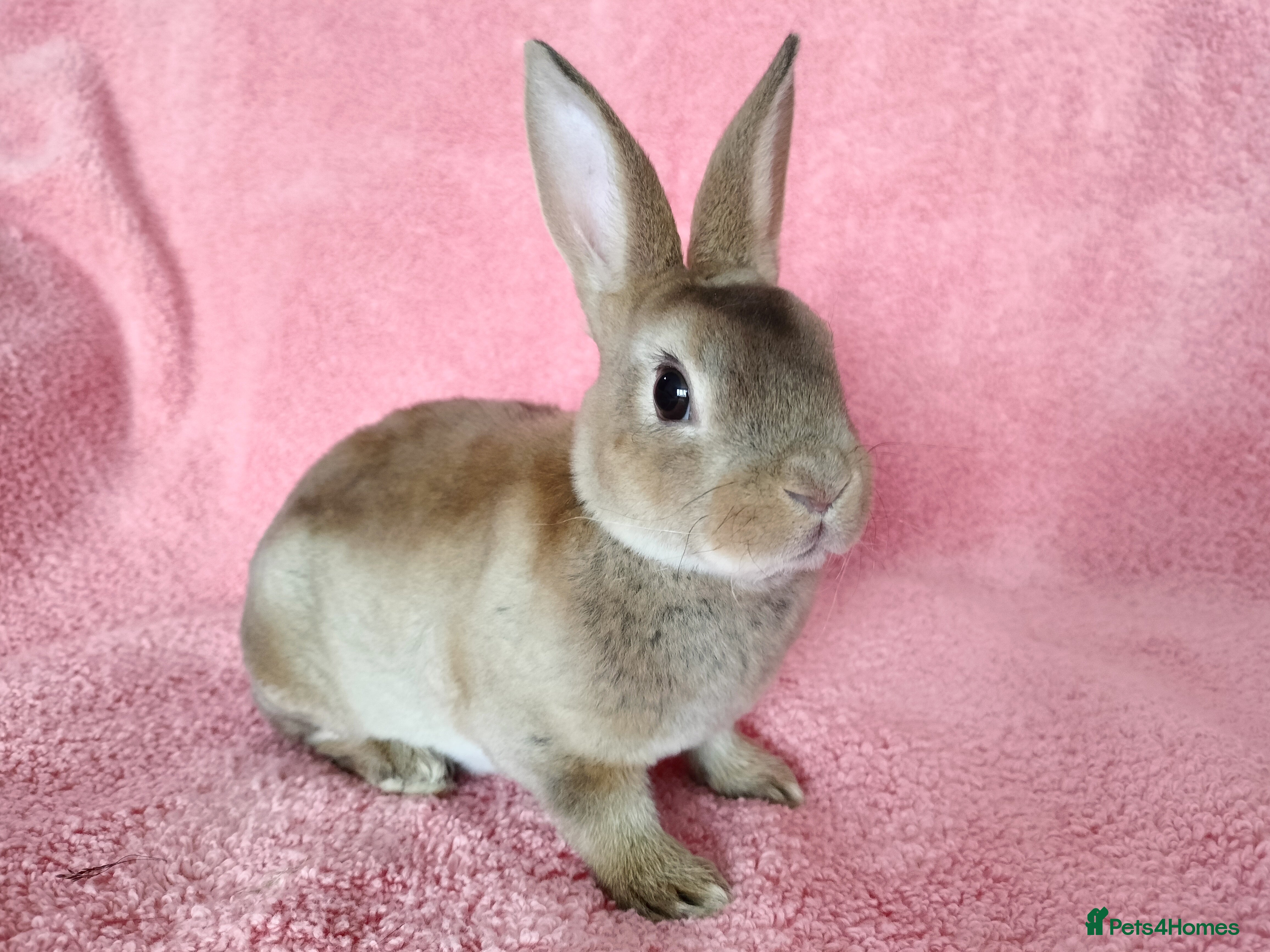 Rex rabbits Baby mini rex for sale  - Advert 4