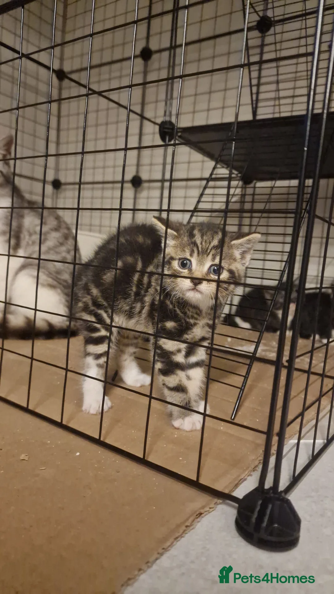British Shorthair cats for sale: Gorgeous Kittens - Advert 1