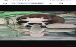 Axolotl reptiles for sale: Axolotl  - Advert 1