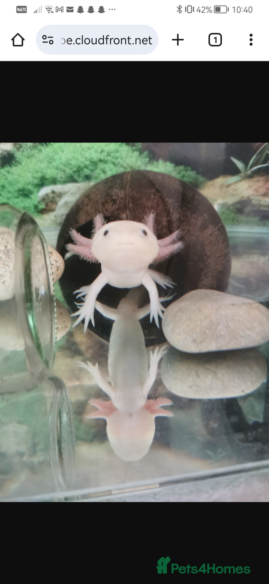 Axolotl reptiles for sale: Axolotl  - Advert 1
