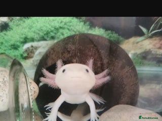 Axolotl reptiles for sale: Axolotl - Advert 1