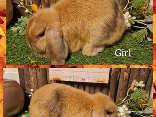 Mini Lop rabbits Mini lop doe ready now - Advert 3