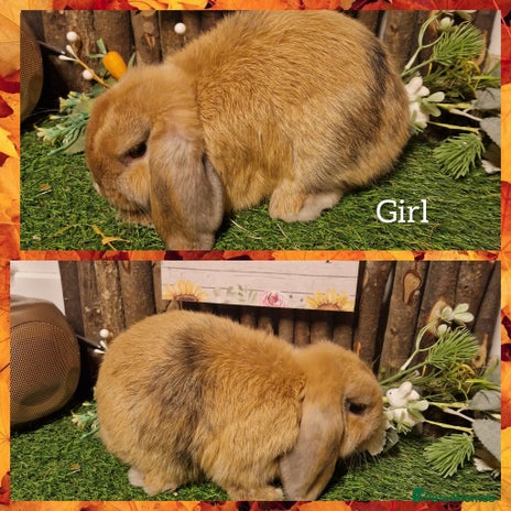 Mini Lop rabbits Mini lop doe ready now - Advert 6