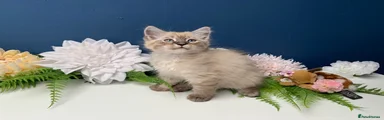Lynx boy 💙