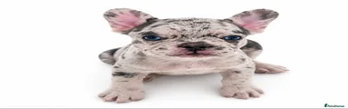 French Bulldog 6