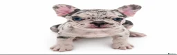 French Bulldog dogs for sale: Ready Now french bulldog puppies - Advert 32