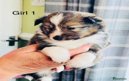 Shetland Sheepdog dogs for sale: Beautiful shaded sable puppies  - Image 2