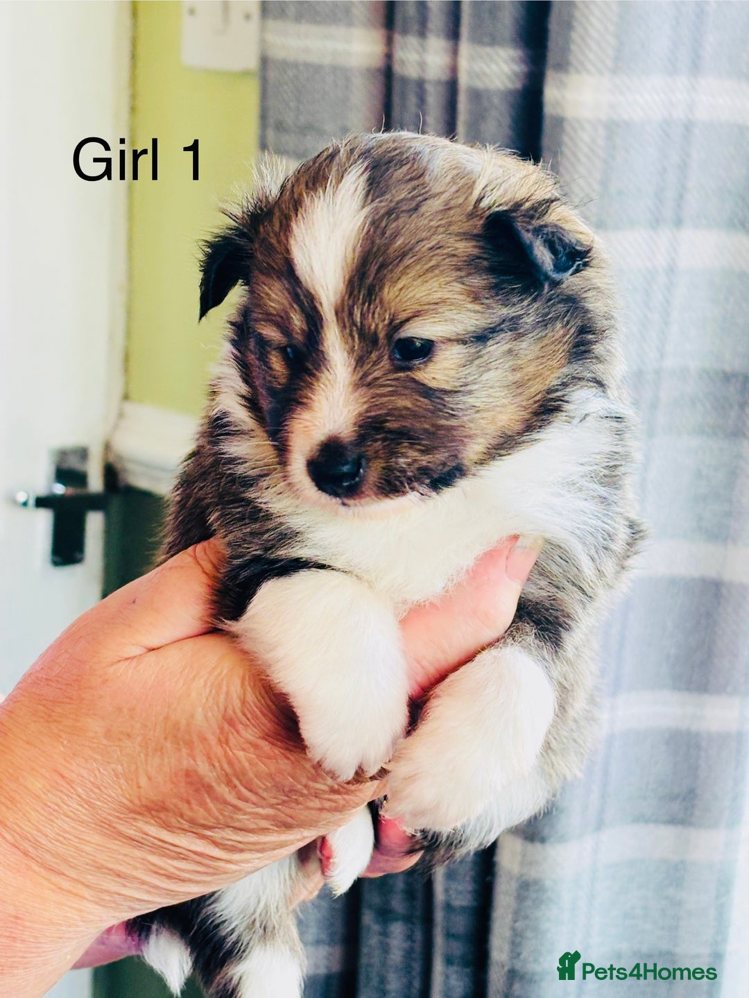 Shetland Sheepdog dogs for sale: Beautiful shaded sable puppies  - Image 2